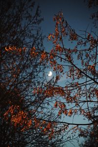 Low angle view of bird perching on tree against sky