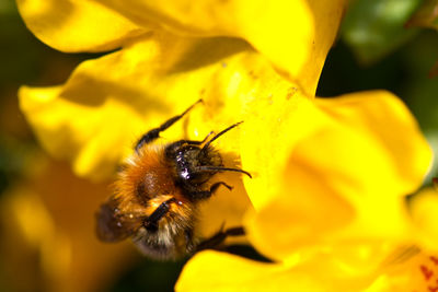 Close-up of bee pollinating on yellow flower