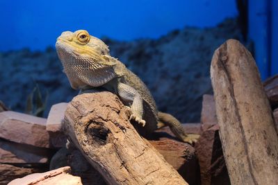 Close-up of lizard on rock