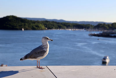 Seagull perching on retaining wall against sky