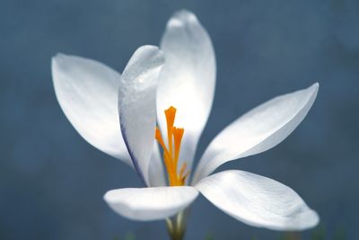 Close-up of water lily
