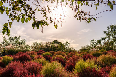 Scenic view of flowering plants on field against sky