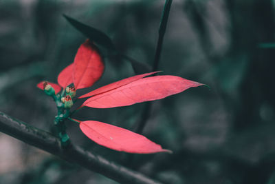 Close-up of red flowering plant