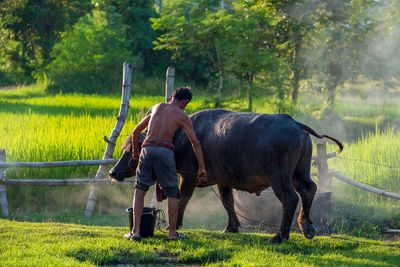 Asian farmer with buffalo in rice field, asian man loves and bathes his buffalo in thailand's 