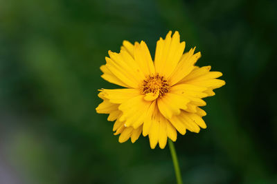 Close-up of yellow flower