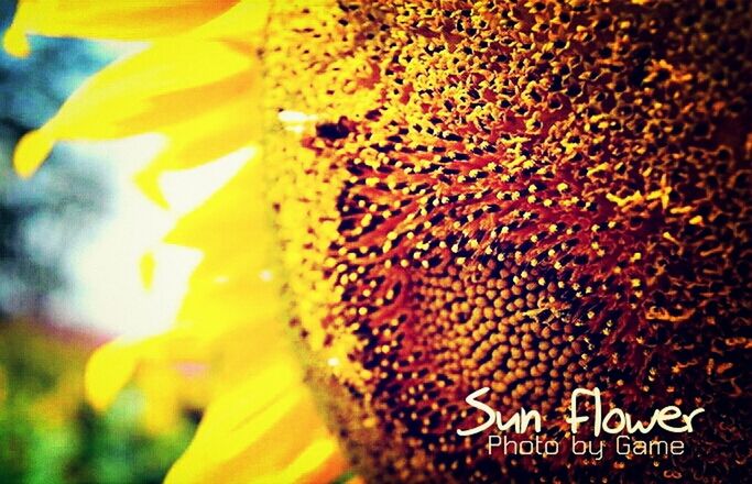 flower, freshness, yellow, petal, close-up, flower head, growth, fragility, focus on foreground, selective focus, beauty in nature, nature, text, blooming, pollen, single flower, outdoors, plant, day, no people