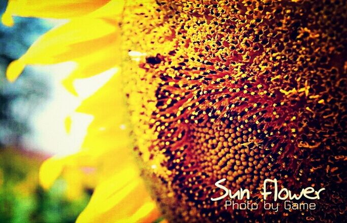 Sunflower - the inside story #1