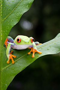 Close-up of frog on leaf