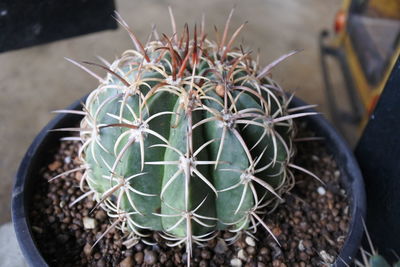 High angle view of potted plant on field