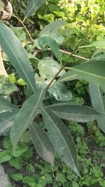 High angle view of leaves on field