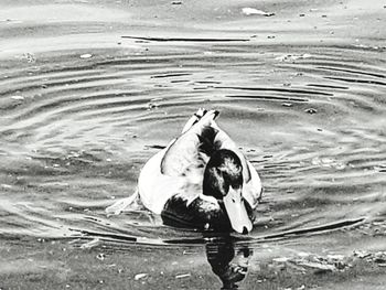 View of duck swimming in lake