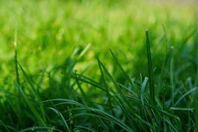 Close-up of grass on field