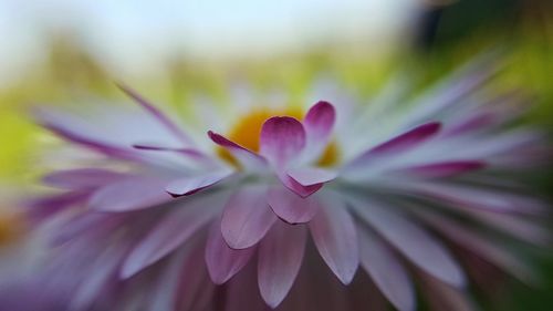 Close-up of flower blooming outdoors