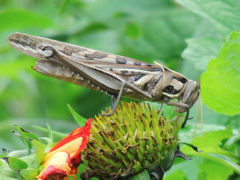 Close-up of butterfly pollinating flower