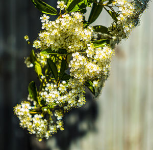 Close-up of cherry blossom tree