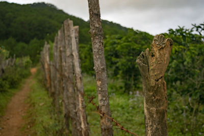 Trees on field