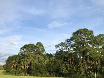 Low angle view of trees on field against sky