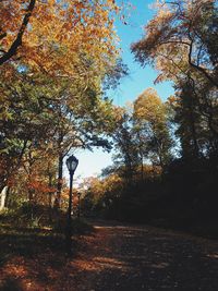 Low angle view of trees in forest during autumn