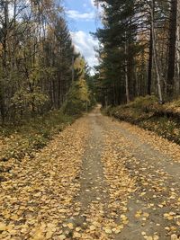 Road amidst trees in forest during autumn