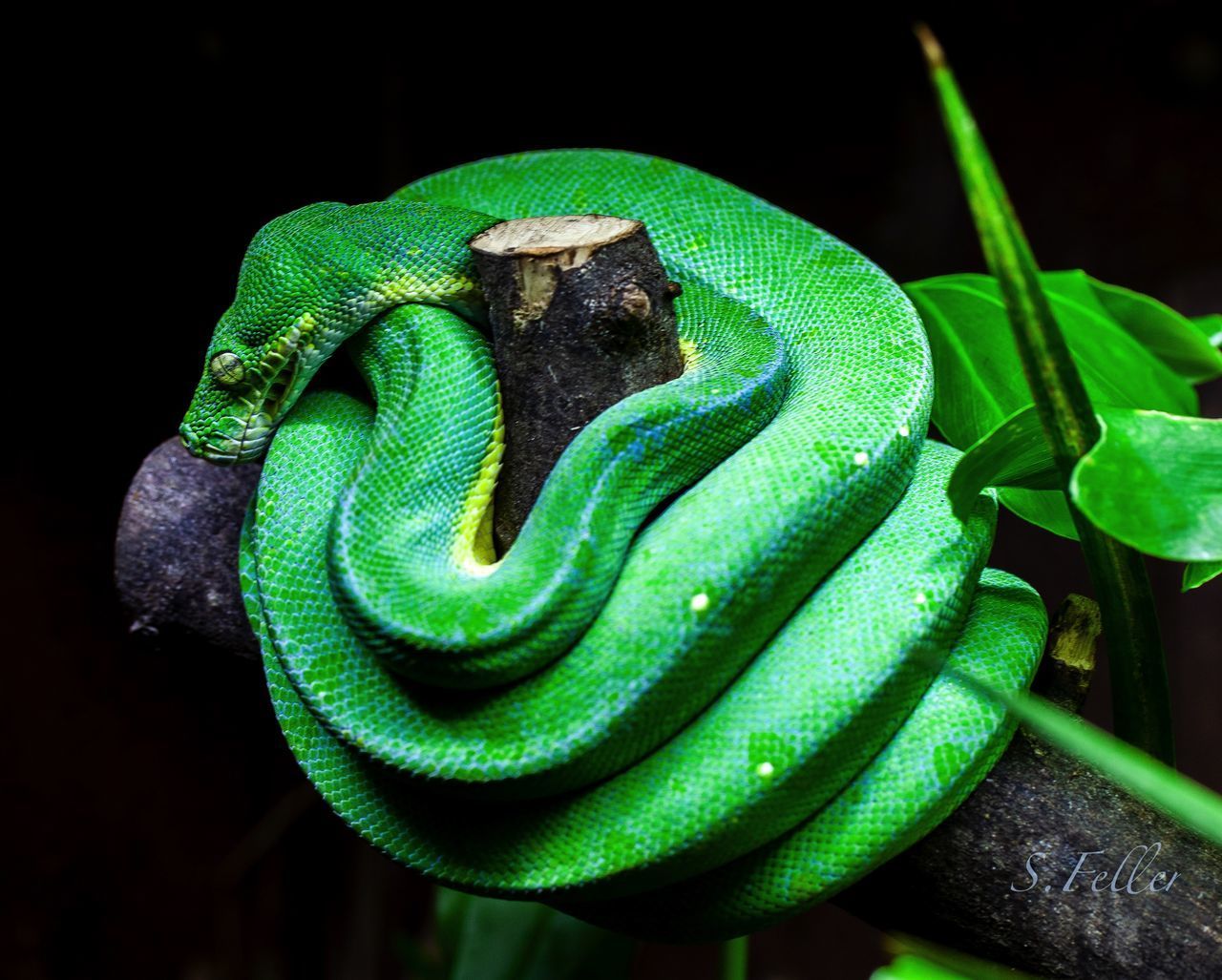 CLOSE-UP OF SNAKE