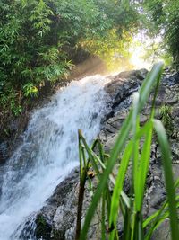 Scenic view of waterfall in forest