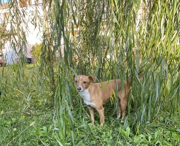 Portrait of dog standing on grass