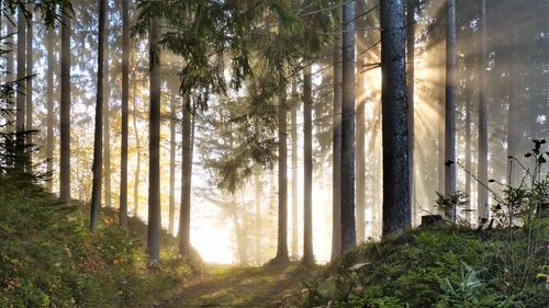 Pine trees in forest