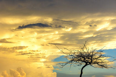 Low angle view of silhouette bare tree against sky during sunset