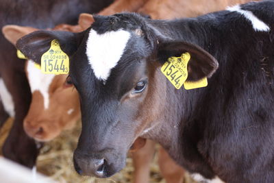 Close-up of cow