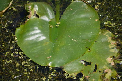 Plants growing on tree trunk