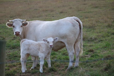 Cows on field