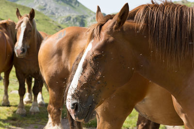 Horses in ranch