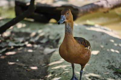 Close-up of a bird on land