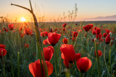 Close-up of red poppy flowers on field