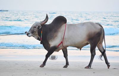 Dog standing on beach