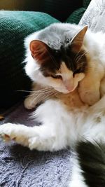 Close-up of cat sleeping
