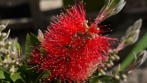 Close-up of pink flowers