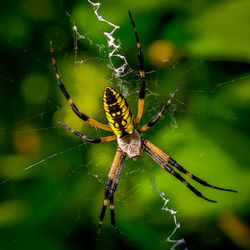 Close-up of spider on web