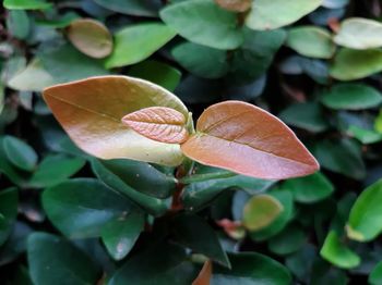 Close-up of green leaves on plant