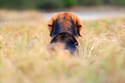 Close-up of a dog on field