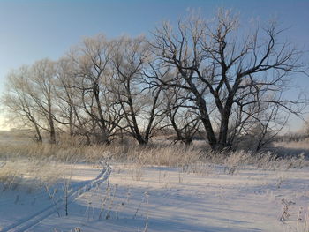 Bare trees on snow covered field against sky