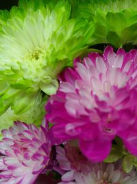 Close-up of pink flower