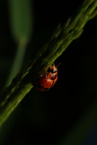 Close-up of insect on plant