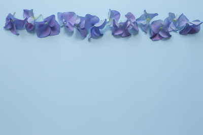 Close-up of purple flowers against white background