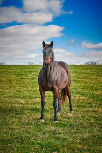 Horse standing on field