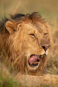 Close-up of male lion yawning in grass