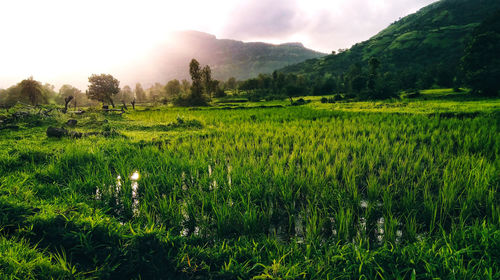 Scenic view of rice field against sky