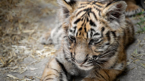 Close-up tiger cub