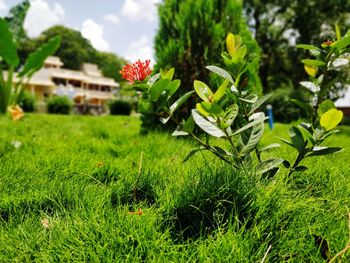 Close-up of red flowering plants on field