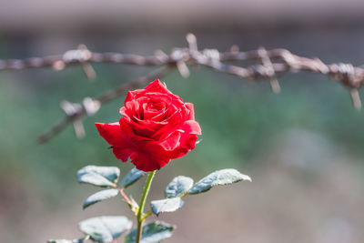 Close-up of red rose blooming outdoors
